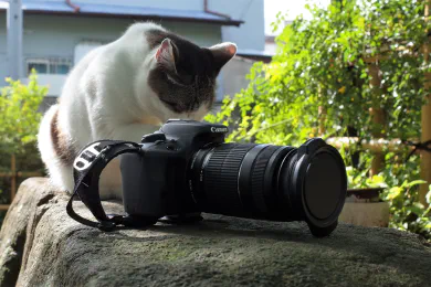 Canon EOS Kiss X7 は初心者におすすめの猫撮りカメラだと思う。