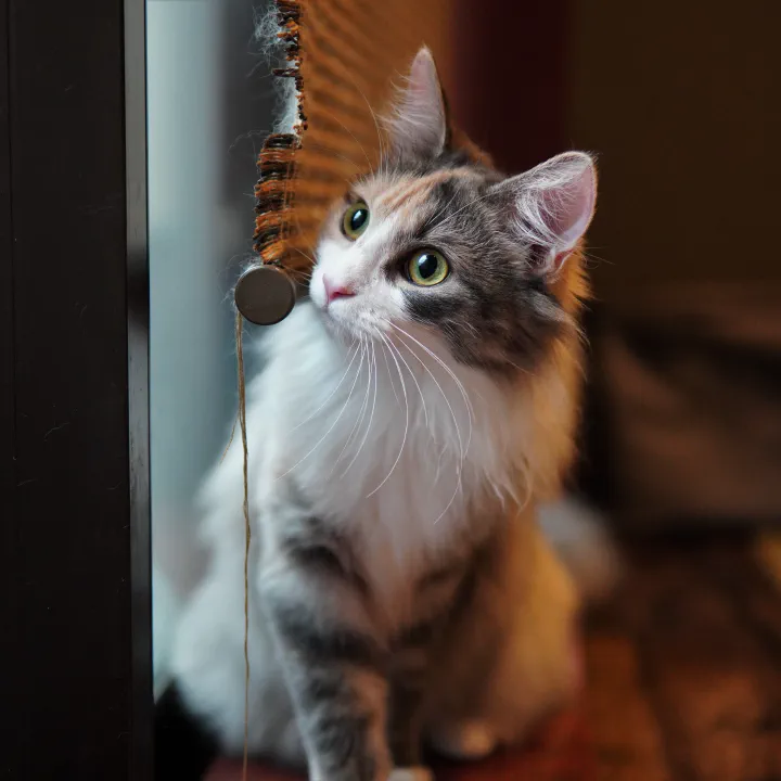 猫カフェ 浅草空陸家