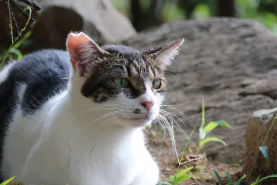 Masked cat