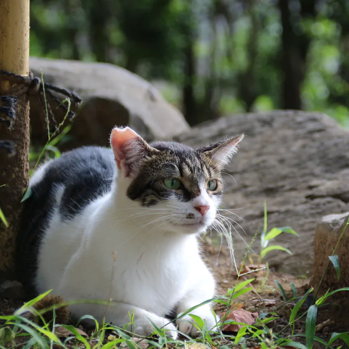 Masked cat