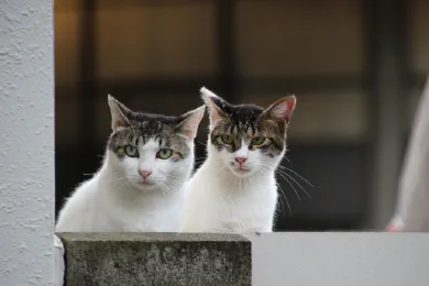 Parent and child street cat.